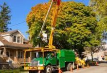 Benefits of High Quality Tree Service